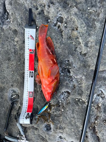 アカハタの釣果