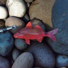 アカハタの釣果