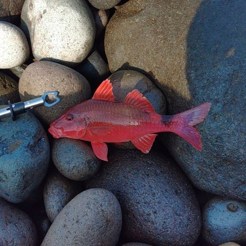 アカハタの釣果