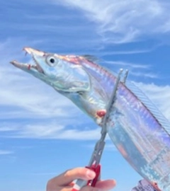 タチウオの釣果