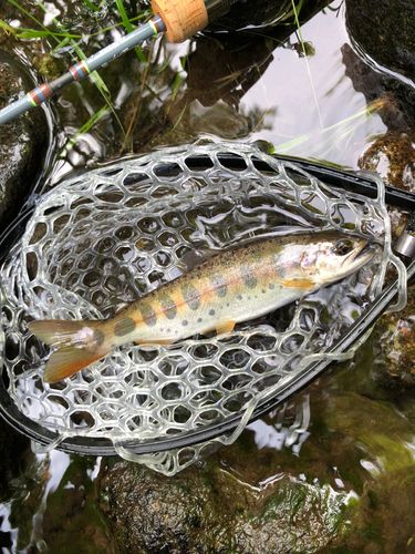 ヤマメの釣果