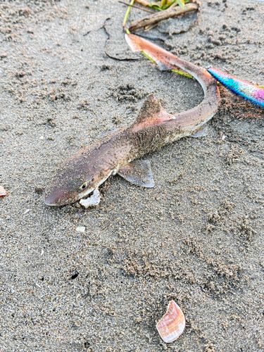 サメの釣果