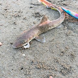 サメ