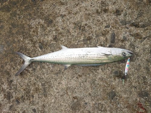 サゴシの釣果
