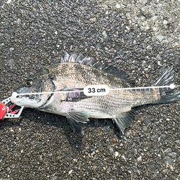 クロダイ