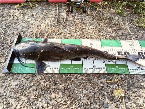 アメリカナマズの釣果