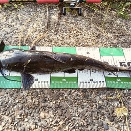 アメリカナマズ