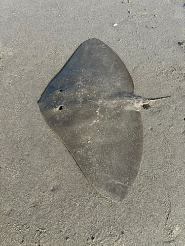 ツバクロエイの釣果