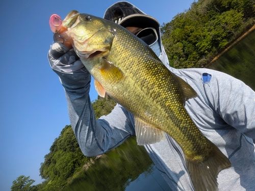 ブラックバスの釣果