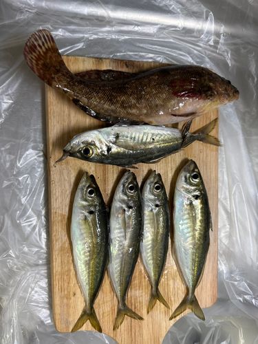 アジの釣果