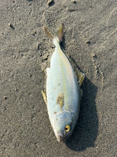 ショゴの釣果