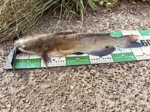 アメリカナマズ