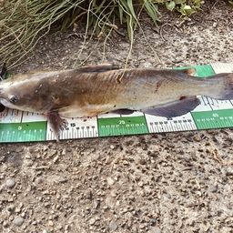 アメリカナマズ