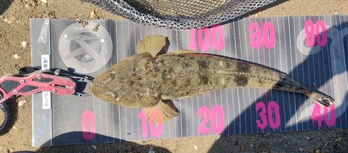 マゴチの釣果