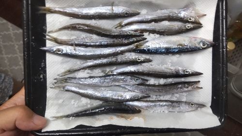 カマスの釣果