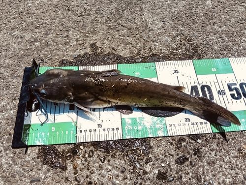 アメリカナマズの釣果