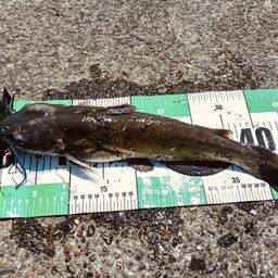 アメリカナマズ