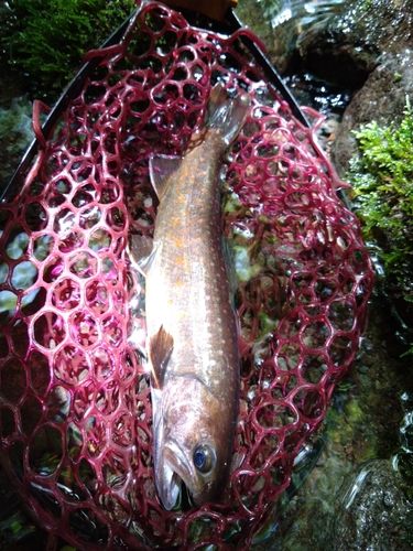 イワナの釣果