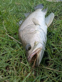 バラマンディの釣果