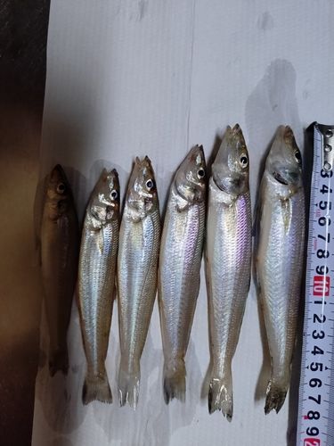 キスの釣果