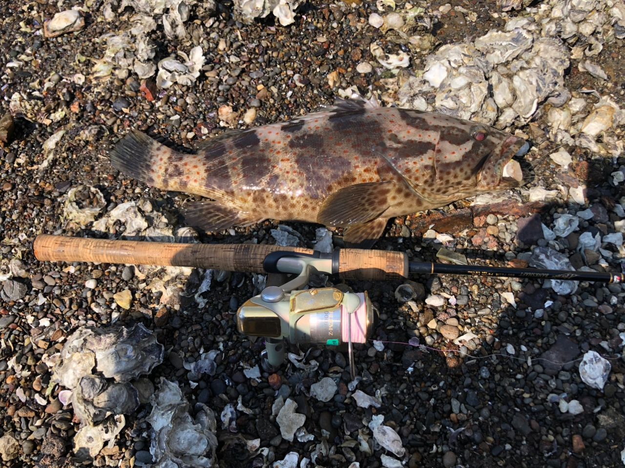 チャイロマルハタ