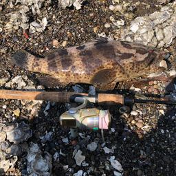 チャイロマルハタ