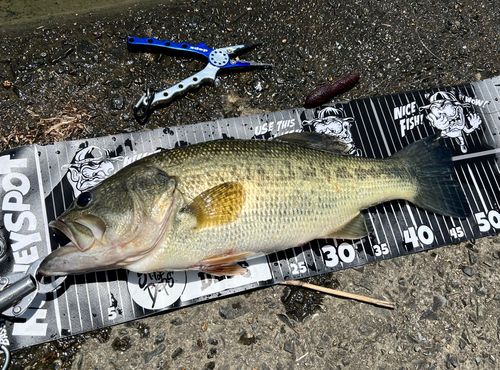 ブラックバスの釣果