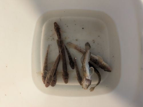 ハゼの釣果