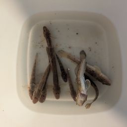 ハゼ