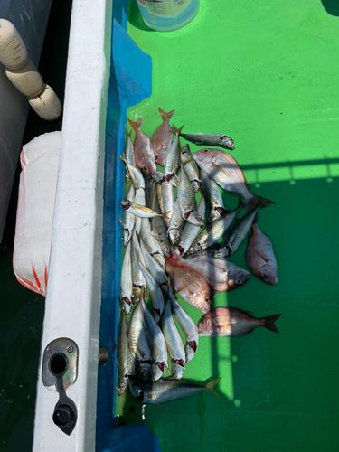 マルアジの釣果