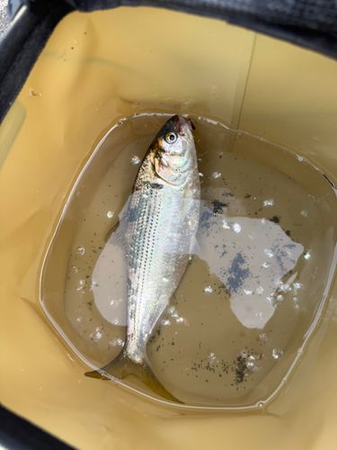 コノシロの釣果