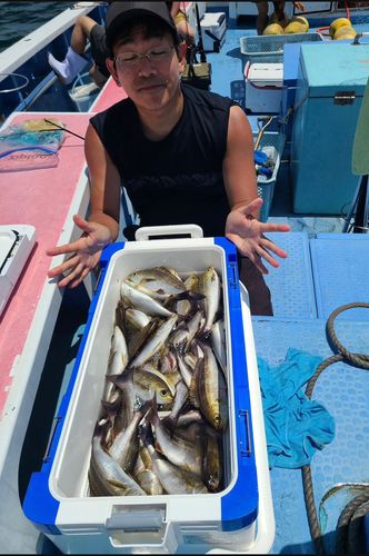 イサキの釣果