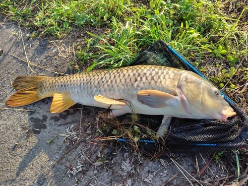 コイの釣果