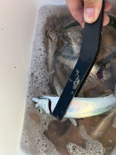 サバの釣果