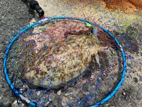 コウイカの釣果