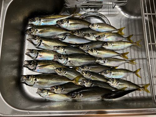 アジの釣果