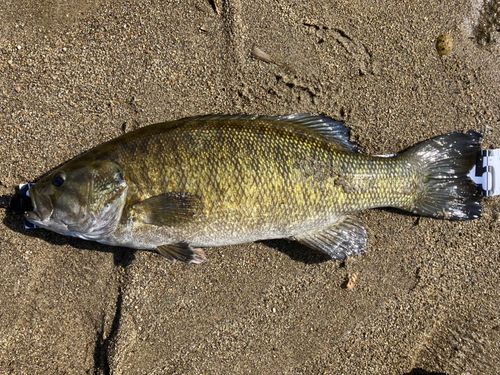 スモールマウスバスの釣果