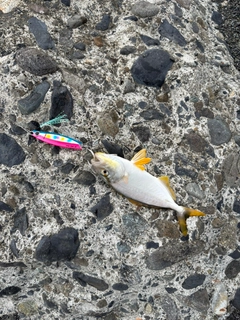 ショゴの釣果