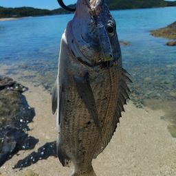 ミナミクロダイ