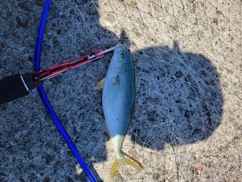 モジャコの釣果