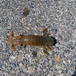 シャコ