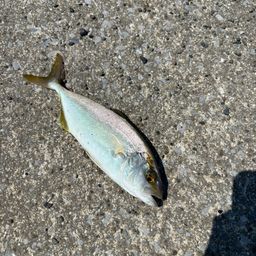 カンパチ