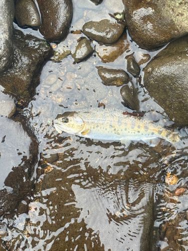 ヤマメの釣果