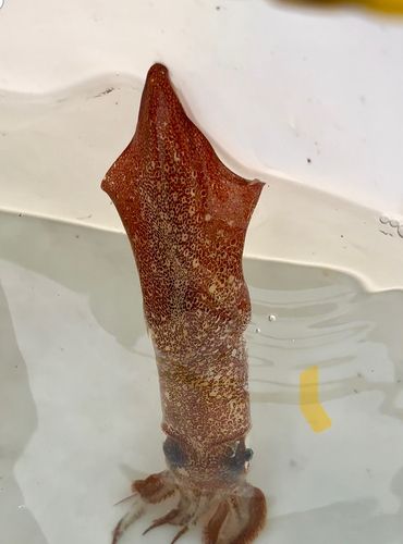 マメイカの釣果
