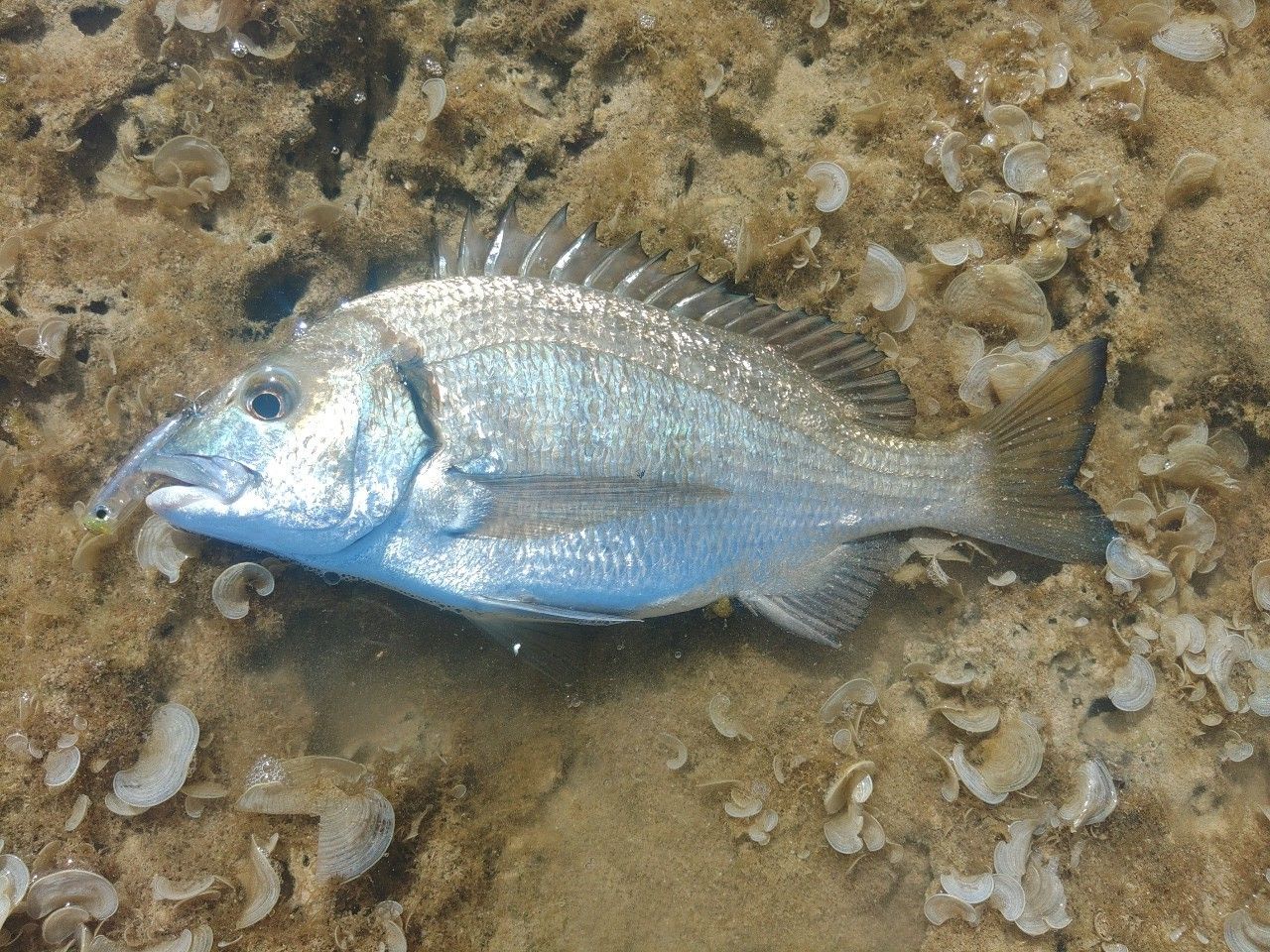 ミナミクロダイ