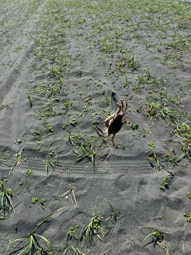 ワタリガニの釣果