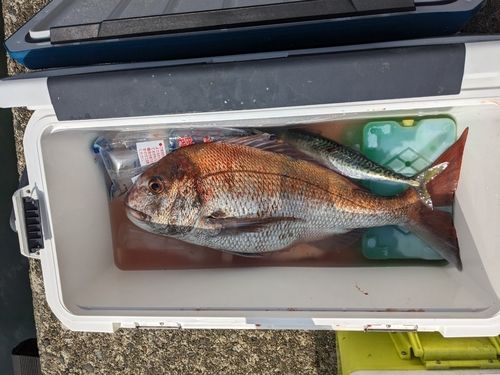 マダイの釣果