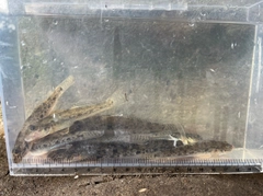 マハゼの釣果
