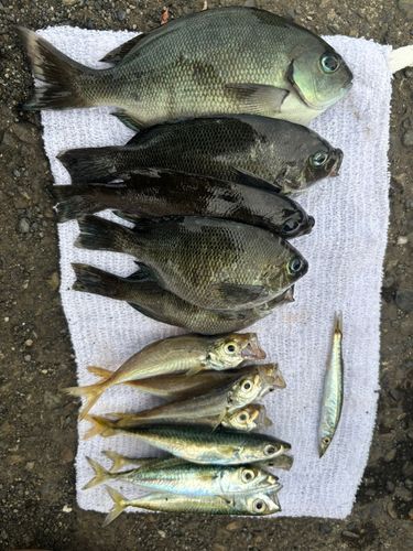 アジの釣果