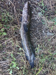 ライギョの釣果